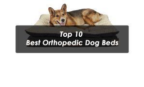 Top 10 Best Orthopedic Dog Beds