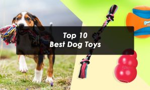 Top 10 Best Dog Toys