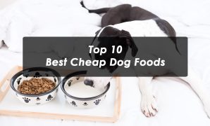 Top 10 Best Cheap Dog Foods