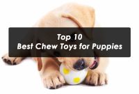 Top 10 Best Chew Toys for Puppies