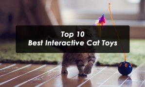 Top 10 Best Interactive Cat Toys