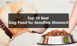 top 10 Best Dog Food for Sensitive Stomach
