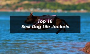 top 10 Best Dog Life Jackets