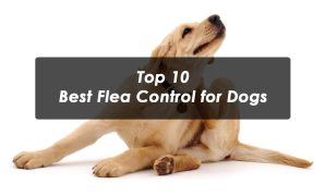 top 10 Best Flea Control for Dogs