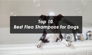 Top 10 Best Flea Shampoos for Dogs