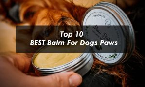 Top 10 BEST Balm For Dogs Paws