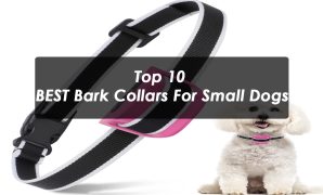 Top 10 BEST Bark Collars For Small Dogs