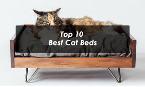 Top 10 Best Cat Beds