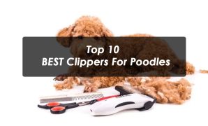 Top 10 BEST Clippers For Poodles