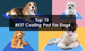 Top 10 BEST Cooling Pad For Dogs