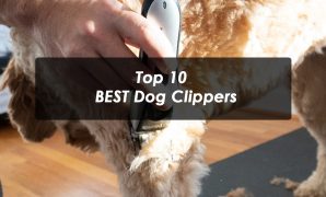Top 10 BEST Dog Clippers