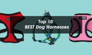 Top 10 BEST Dog Harnesses