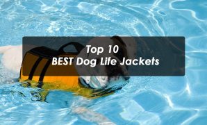 Top 10 BEST Dog Life Jackets