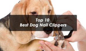 Top 10 Best Dog Nail Clippers