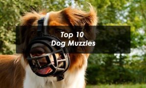 Top 10 Dog Muzzles
