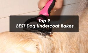 top 9 BEST Dog Undercoat Rakes