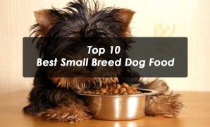 top 10 Best Small Breed Dog Food