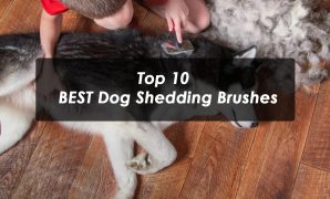 Top 10 BEST Dog Shedding Brushes